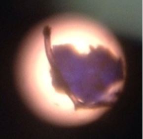 Filamentous fungi were found in-house 